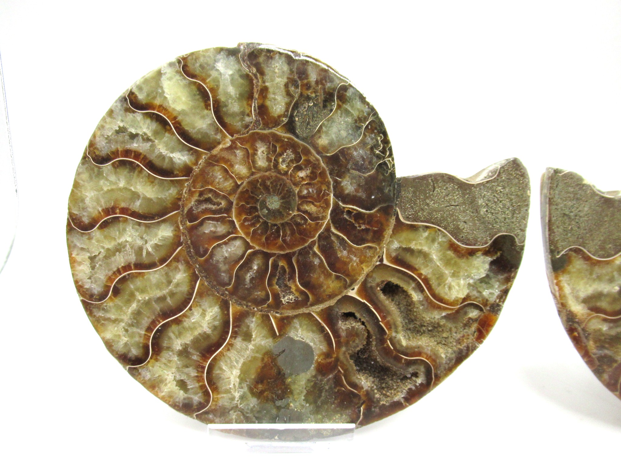 Madagascar Cretaceous Ammonite Pair 35a | Fossils for Sale