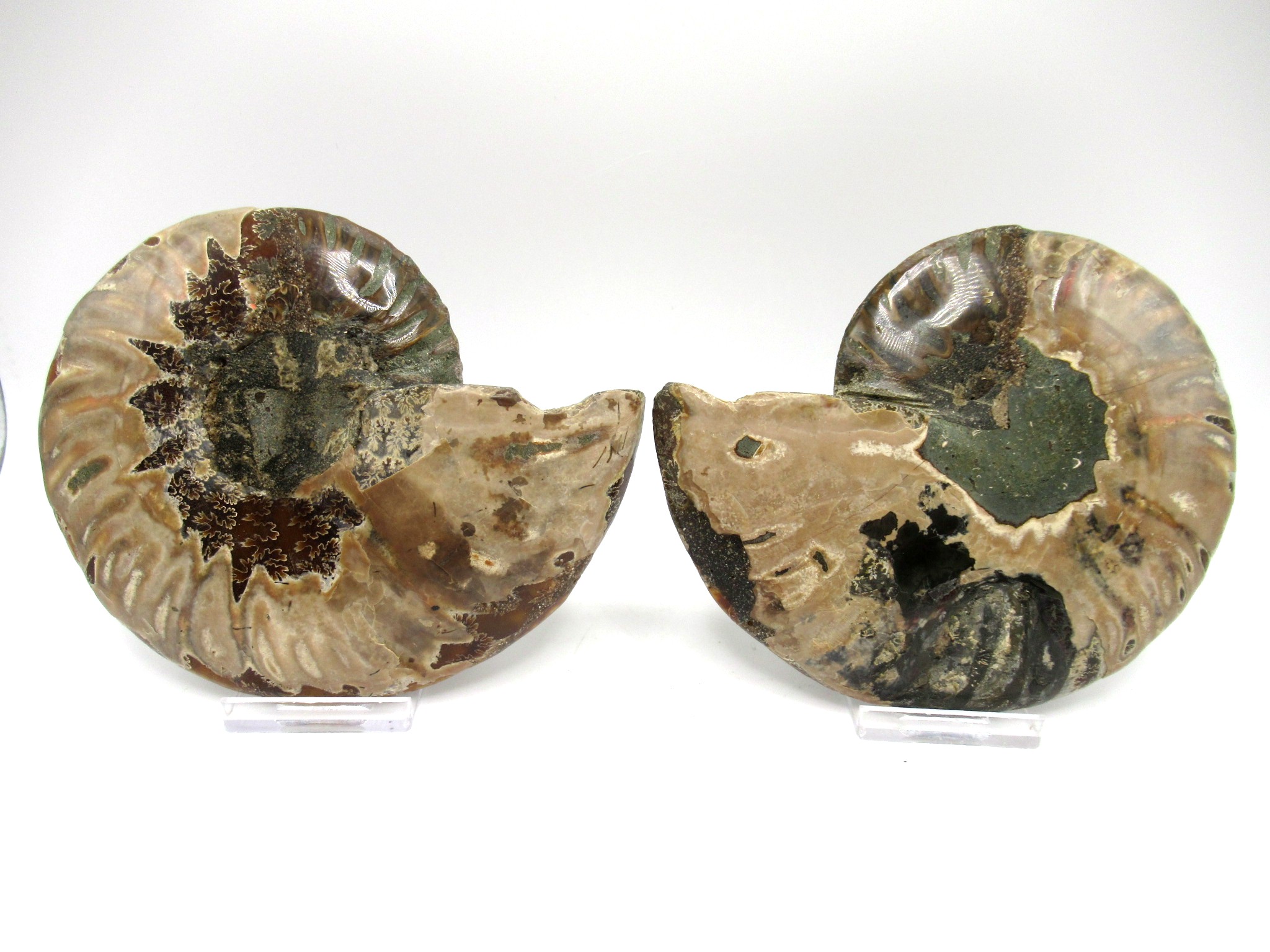 Madagascar Cretaceous Ammonite Pair 35c | Fossils for Sale