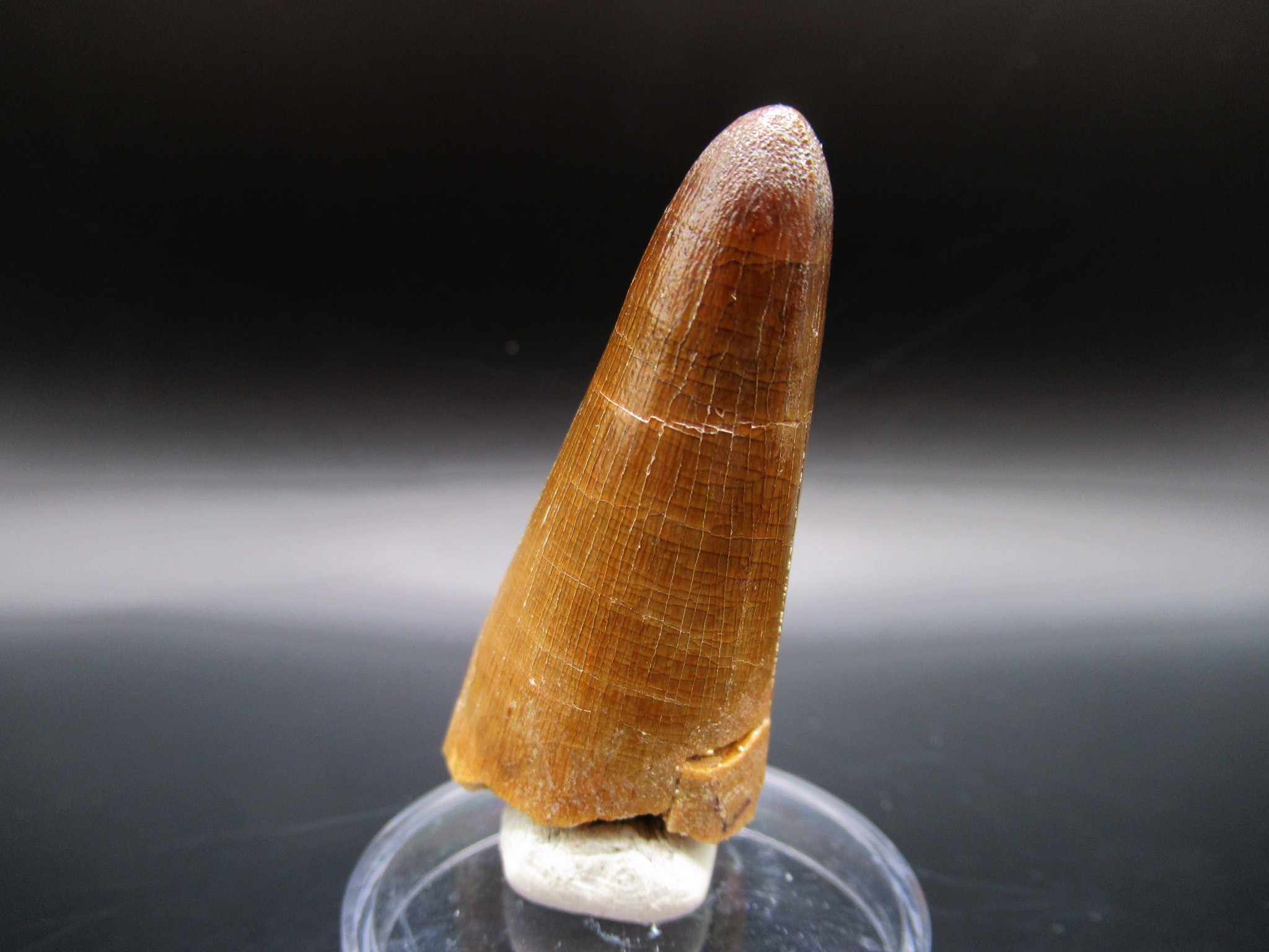 Maroccosuchus Crocodile Tooth 10a | Fossils for Sale Genuine Eocene Age Maroccosuchus Crocodile Tooth Fossils for Sale from Morocco #10a