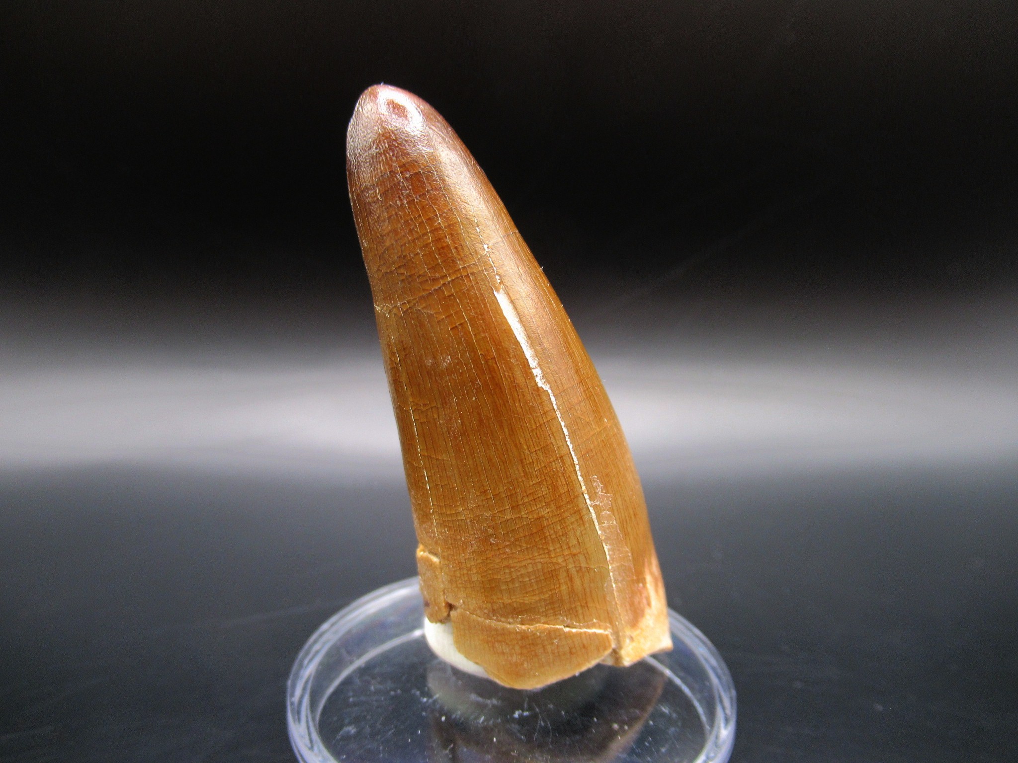 Maroccosuchus Crocodile Tooth 10b | Fossils for Sale Genuine Eocene Age Maroccosuchus Crocodile Tooth Fossils for Sale from Morocco #10b