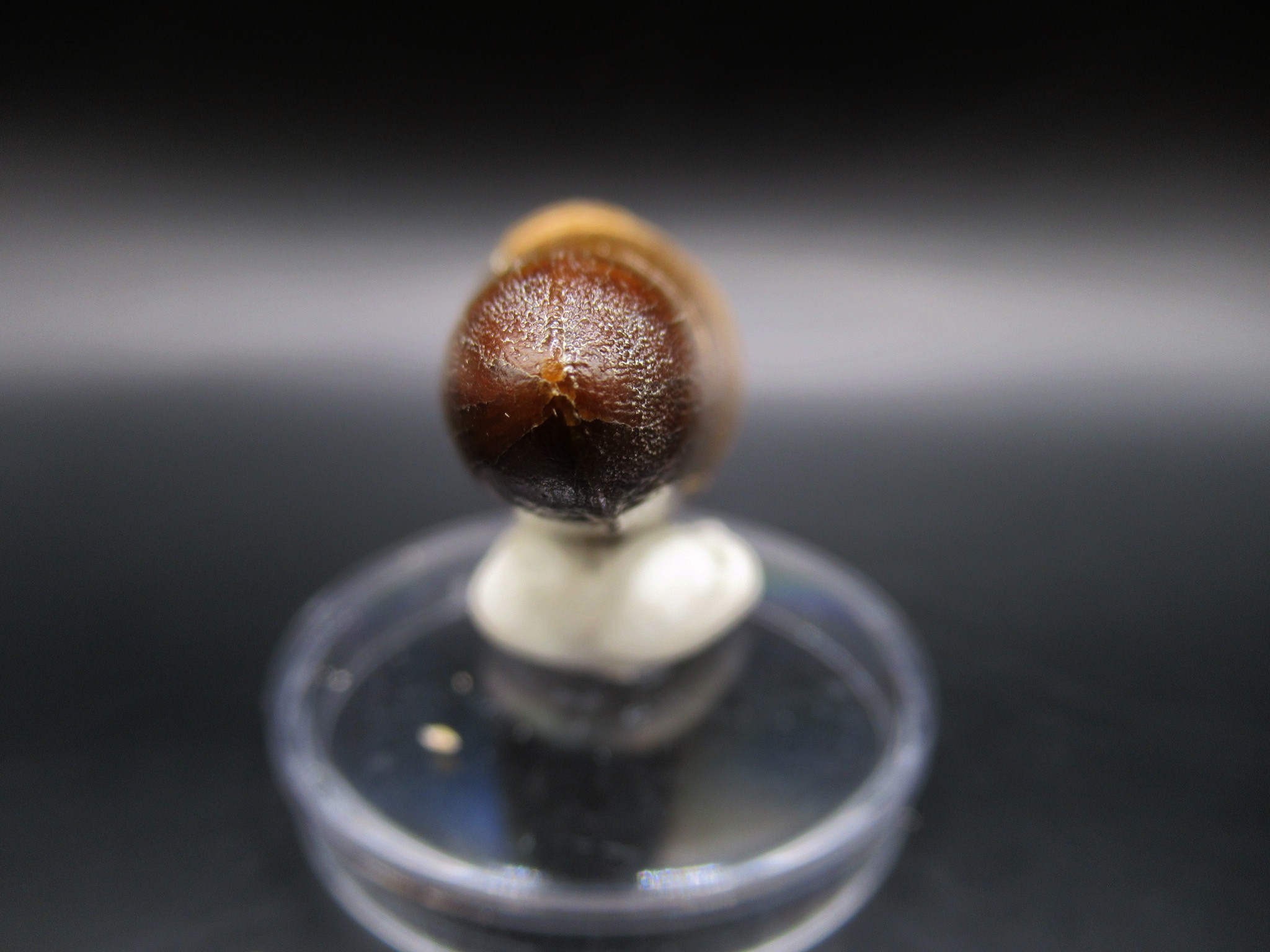 Maroccosuchus Crocodile Tooth 10c | Fossils for Sale Genuine Eocene Age Maroccosuchus Crocodile Tooth Fossils for Sale from Morocco #10c