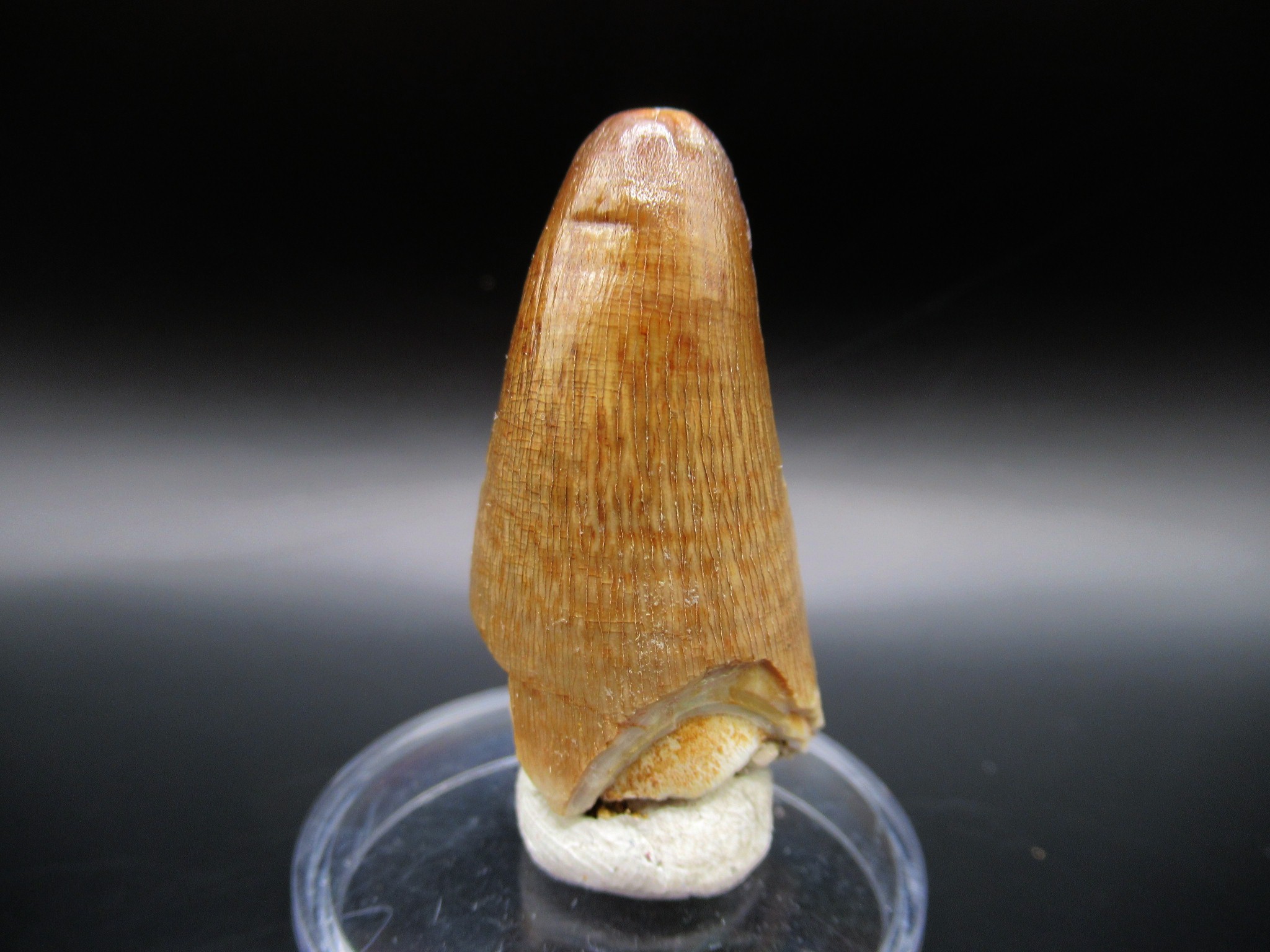 Maroccosuchus Crocodile Tooth 5 | Fossils for Sale Genuine Eocene Age Maroccosuchus Crocodile Tooth Fossils for Sale from Morocco #5