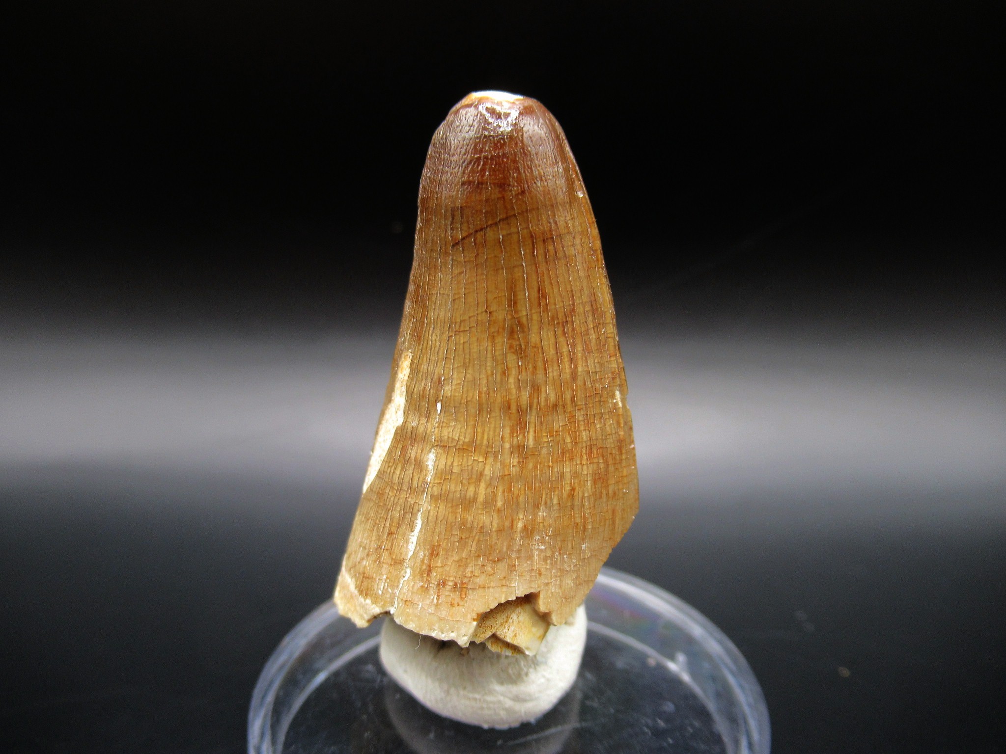 Maroccosuchus Crocodile Tooth 5b | Fossils for Sale Genuine Eocene Age Maroccosuchus Crocodile Tooth Fossils for Sale from Morocco #5b