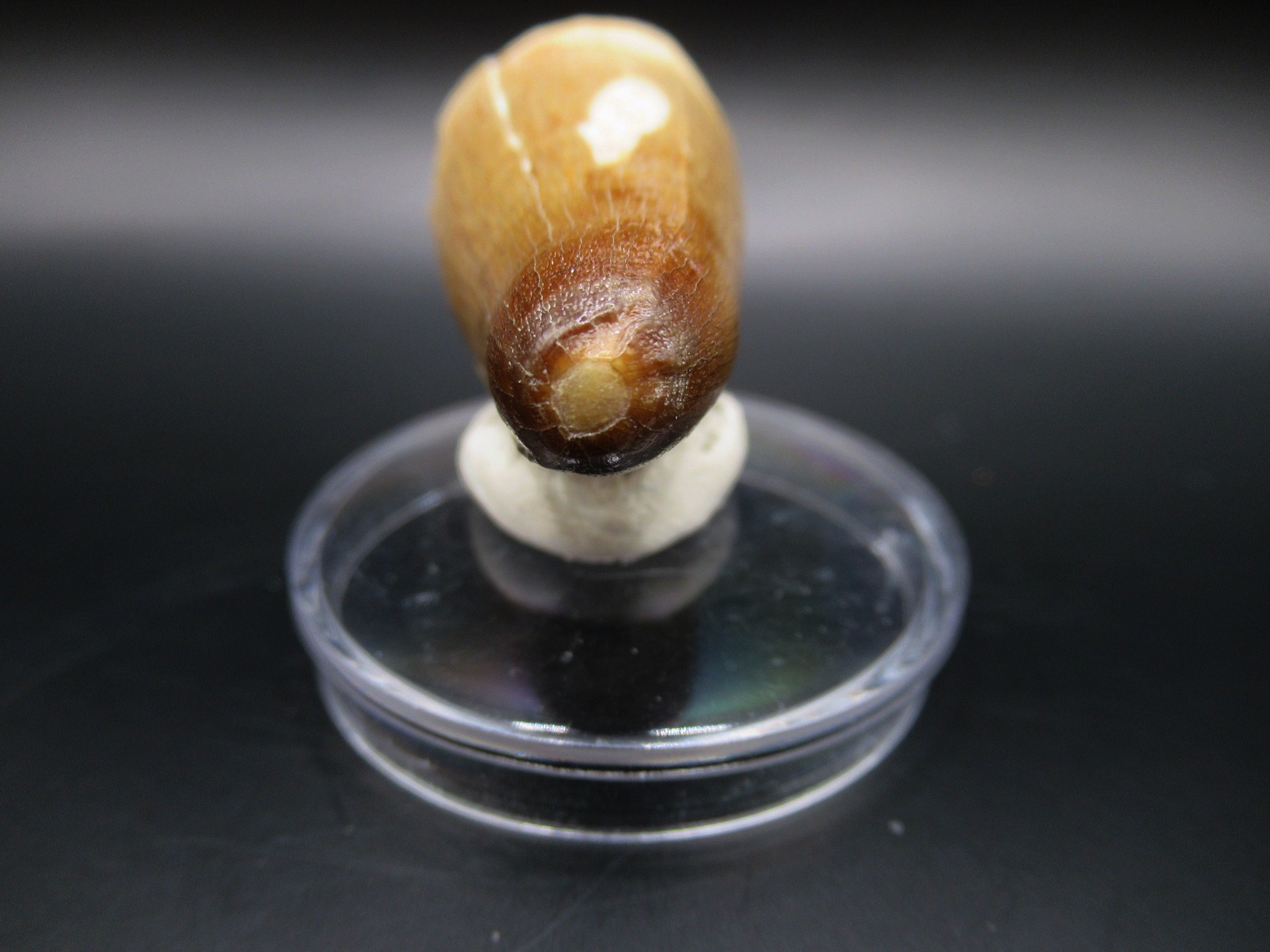 Maroccosuchus Crocodile Tooth 5c | Fossils for Sale Genuine Eocene Age Maroccosuchus Crocodile Tooth Fossils for Sale from Morocco #5c