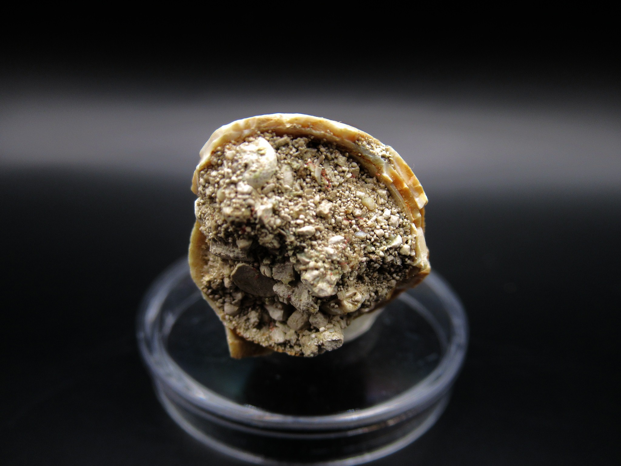 Maroccosuchus Crocodile Tooth 5d | Fossils for Sale Genuine Eocene Age Maroccosuchus Crocodile Tooth Fossils for Sale from Morocco #5d