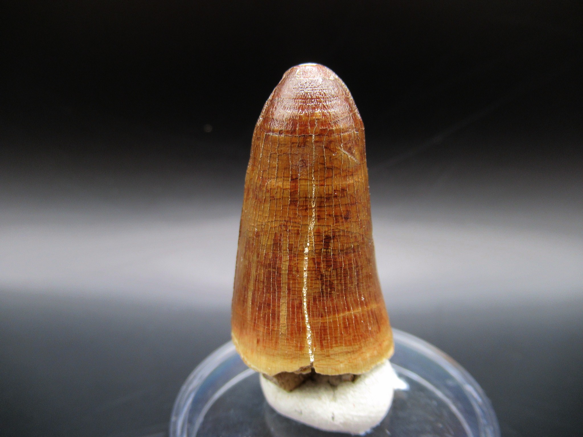 Maroccosuchus Crocodile Tooth 8 | Fossils for Sale Genuine Eocene Age Maroccosuchus Crocodile Tooth Fossils for Sale from Morocco #8
