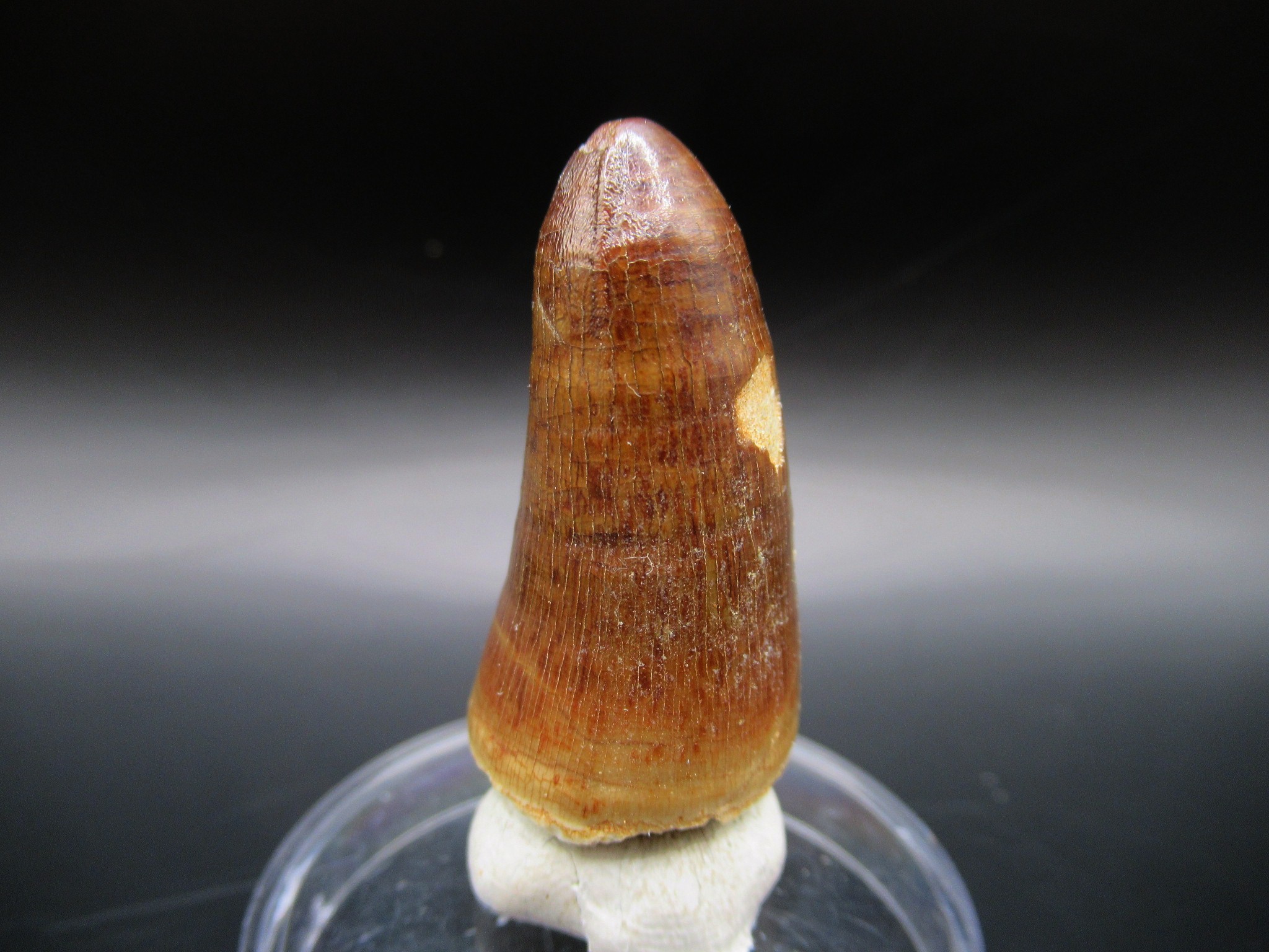 Maroccosuchus Crocodile Tooth 8a | Fossils for Sale Genuine Eocene Age Maroccosuchus Crocodile Tooth Fossils for Sale from Morocco #8a