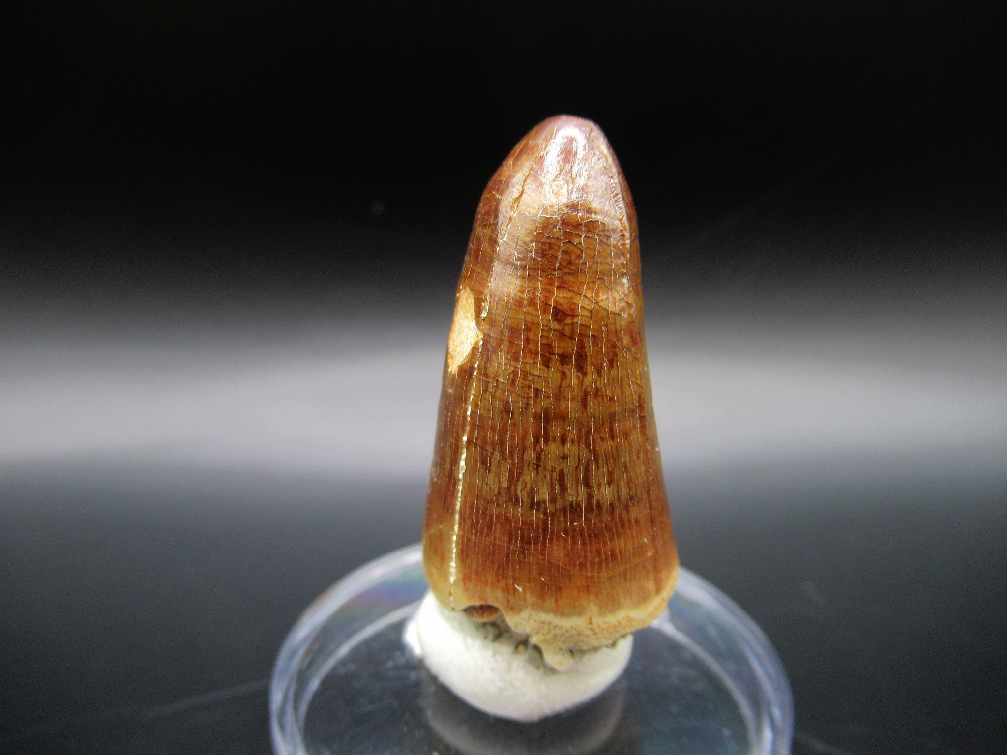 Maroccosuchus Crocodile Tooth 8b | Fossils for Sale Genuine Eocene Age Maroccosuchus Crocodile Tooth Fossils for Sale from Morocco #8b