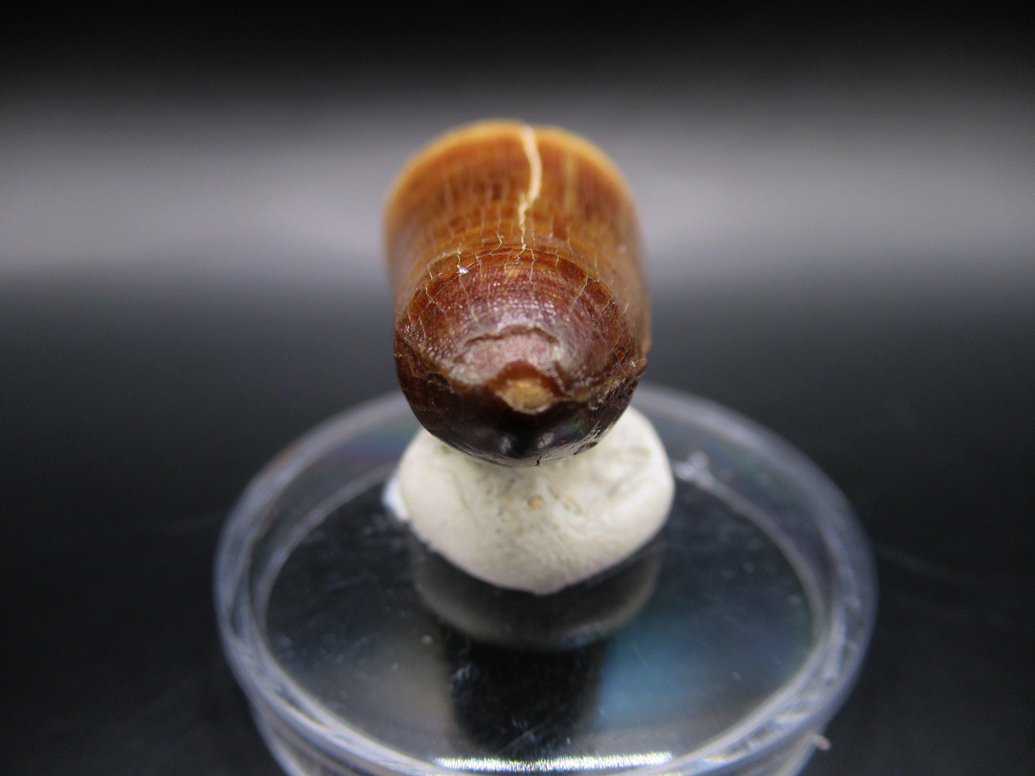 Maroccosuchus Crocodile Tooth 8c | Fossils for Sale Genuine Eocene Age Maroccosuchus Crocodile Tooth Fossils for Sale from Morocco #8c