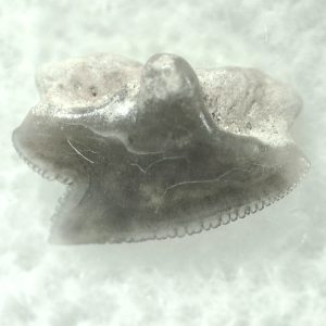 Genuine Miocene Age Squalus Dogfish Shark Tooth Fossil for Sale from Sharktooth Hill #11