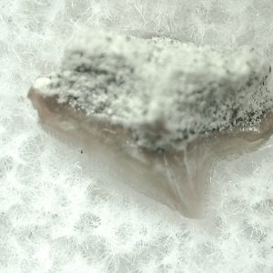 Genuine Miocene Age Squalus Dogfish Shark Tooth Fossil for Sale from Sharktooth Hill #12