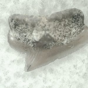 Genuine Miocene Age Squalus Dogfish Shark Tooth Fossil for Sale from Sharktooth Hill #13