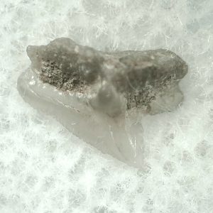 Genuine Miocene Age Squalus Dogfish Shark Tooth Fossil for Sale from Sharktooth Hill #14