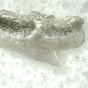 Genuine Miocene Age Squalus Dogfish Shark Tooth Fossil for Sale from Sharktooth Hill #15