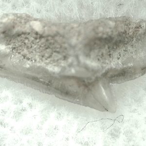 Genuine Miocene Age Squalus Dogfish Shark Tooth Fossil for Sale from Sharktooth Hill #18