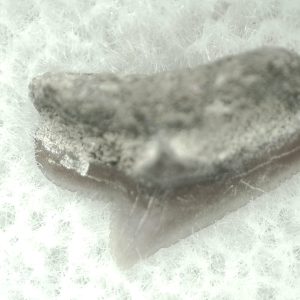Genuine Miocene Age Squalus Dogfish Shark Tooth Fossil for Sale from Sharktooth Hill #19