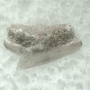 Genuine Miocene Age Squalus Dogfish Shark Tooth Fossil for Sale from Sharktooth Hill #21