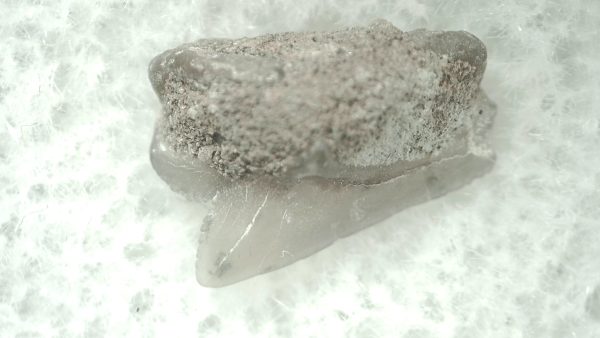 Genuine Miocene Age Squalus Dogfish Shark Tooth Fossil for Sale from Sharktooth Hill #23a