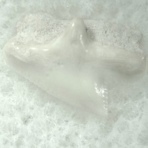 Genuine Miocene Age Squalus Dogfish Shark Tooth Fossil for Sale from Sharktooth Hill #56