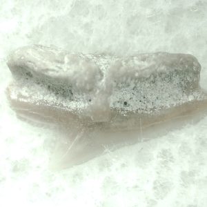 Genuine Miocene Age Squalus Dogfish Shark Tooth Fossil for Sale from Sharktooth Hill #57