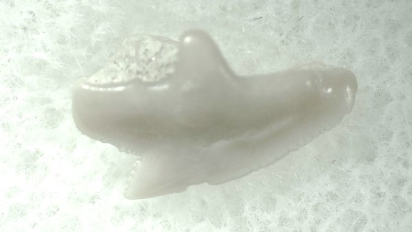 Genuine Miocene Age Squalus Dogfish Shark Tooth Fossil for Sale from Sharktooth Hill #58a