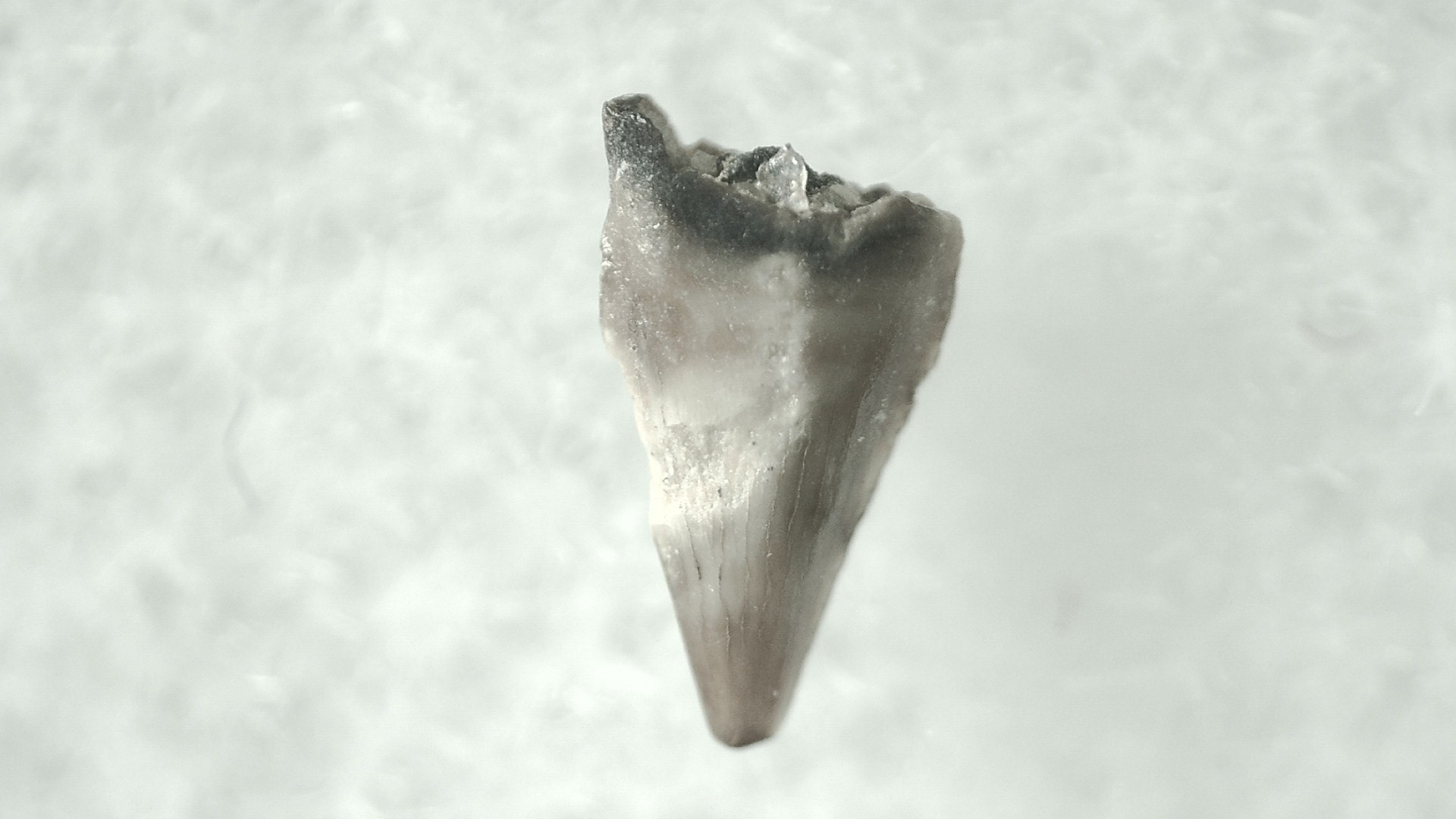 Montana Cretaceous Avisaurus Bird Tooth 5a | Fossils for Sale General Cretaceous Age Avisaurus Bird Tooth Fossils From Montana For Sale #5a