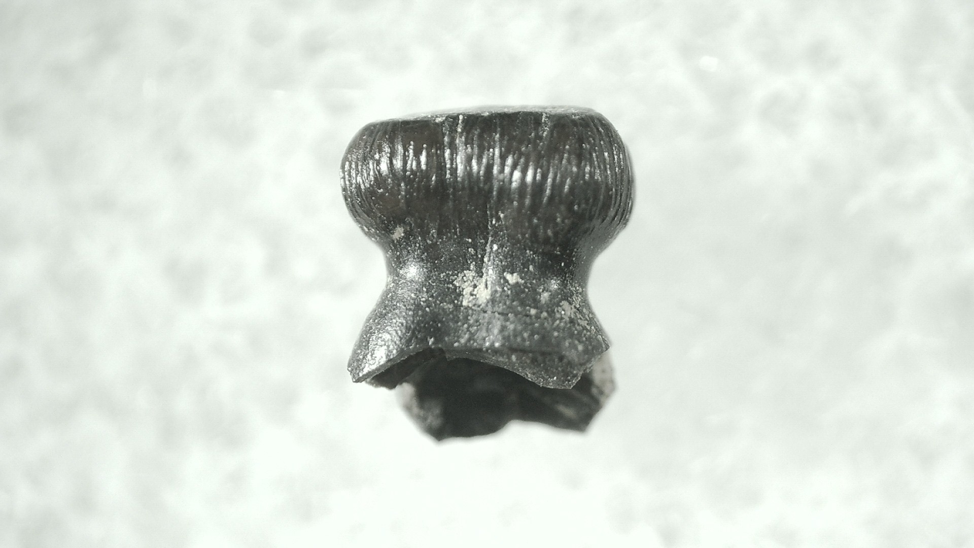 Montana Cretaceous Brachychampsa Tooth 1a | Fossils for Sale