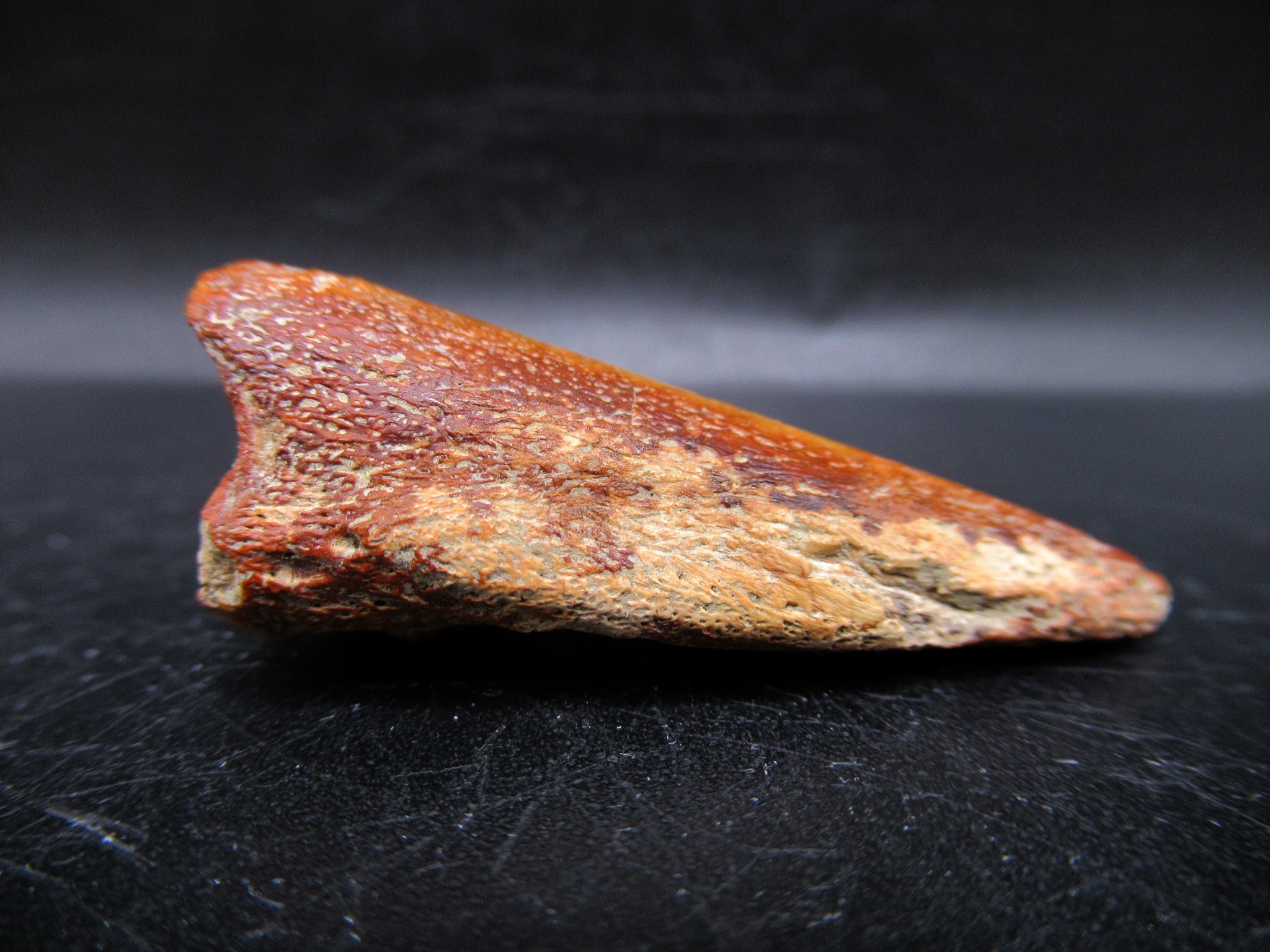 Montana Cretaceous Crocodile Claw 1 | Fossils for Sale General Cretaceous Age Crocodile Claw Fossils From Montana For Sale #1