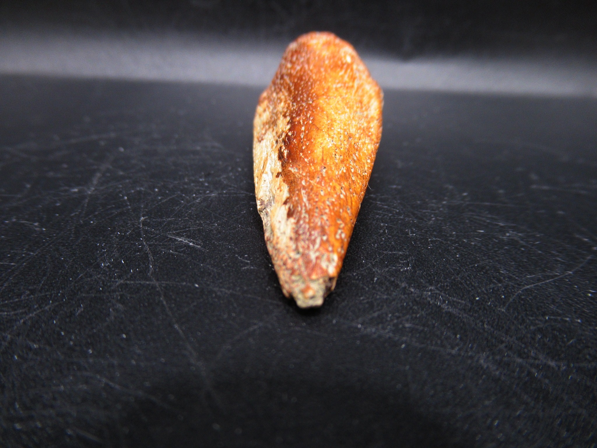 Montana Cretaceous Crocodile Claw 1a | Fossils for Sale General Cretaceous Age Crocodile Claw Fossils From Montana For Sale #1a