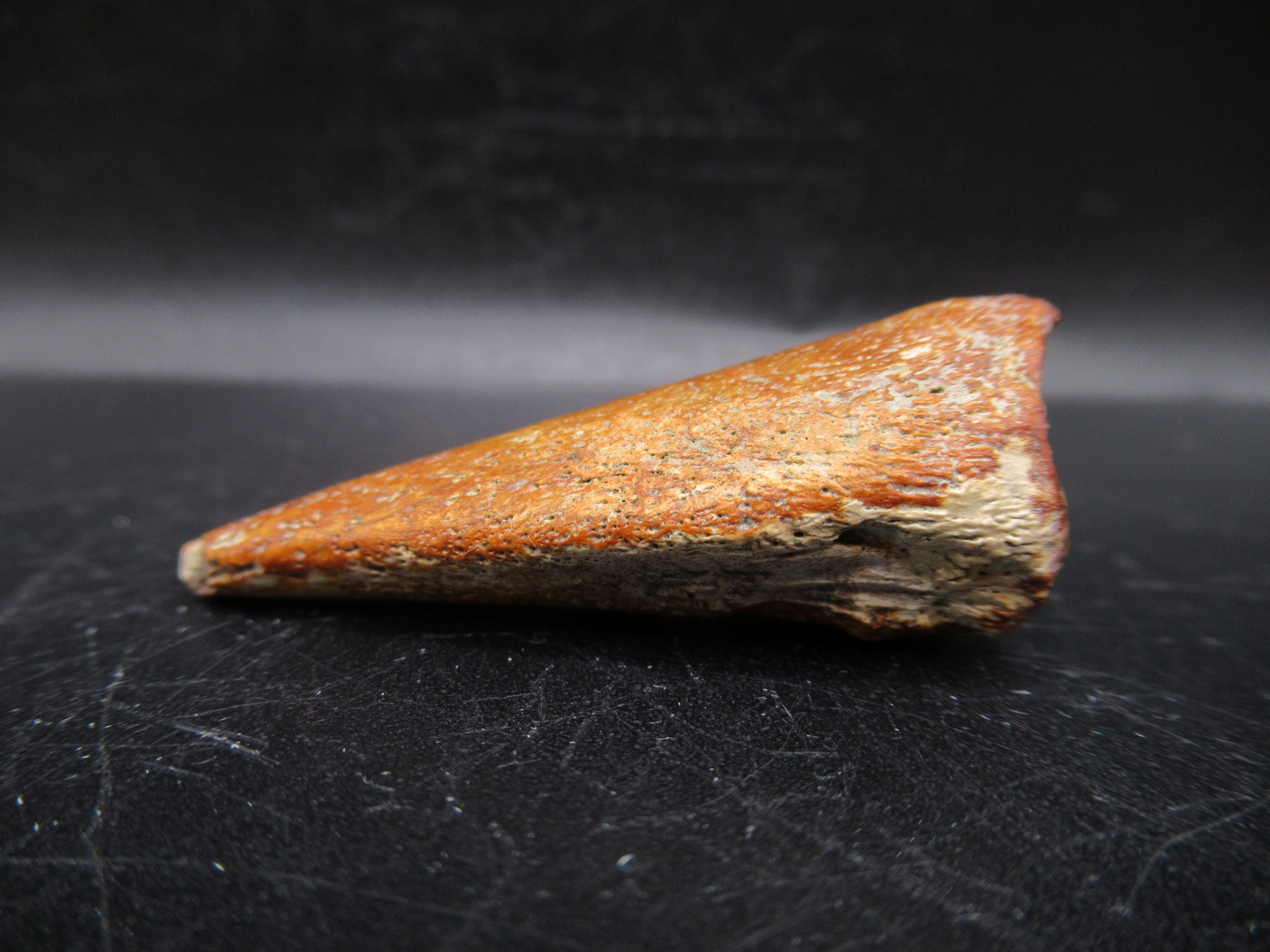 Montana Cretaceous Crocodile Claw 1b | Fossils for Sale General Cretaceous Age Crocodile Claw Fossils From Montana For Sale #1b