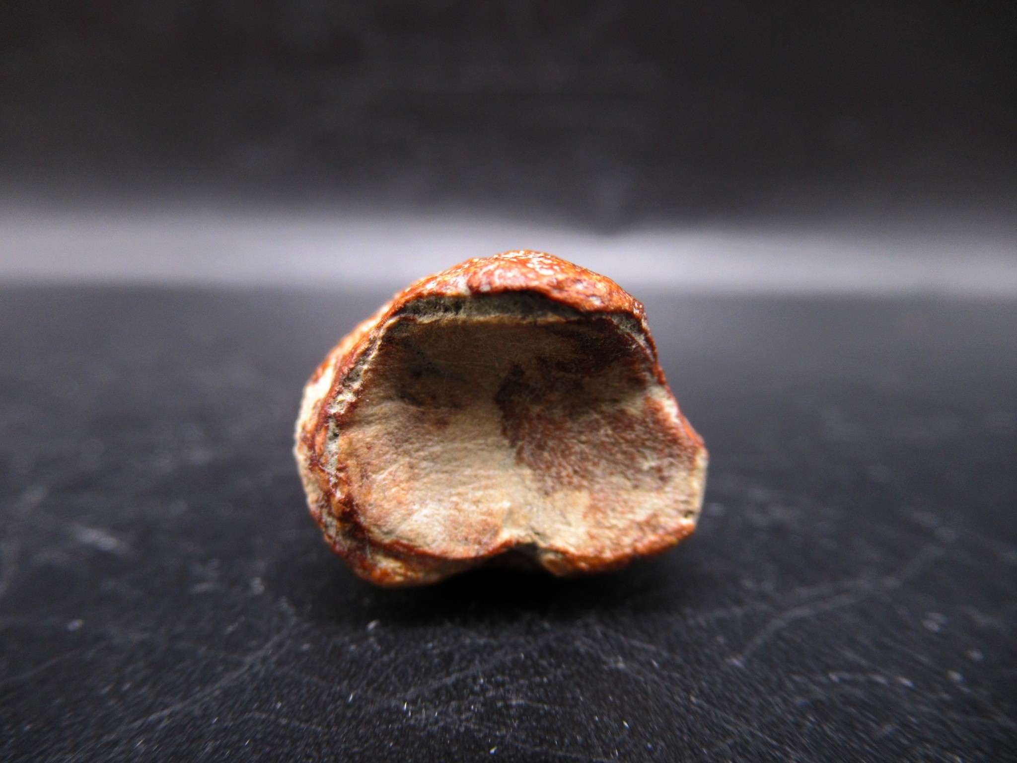 Montana Cretaceous Crocodile Claw 1c | Fossils for Sale General Cretaceous Age Crocodile Claw Fossils From Montana For Sale #1c