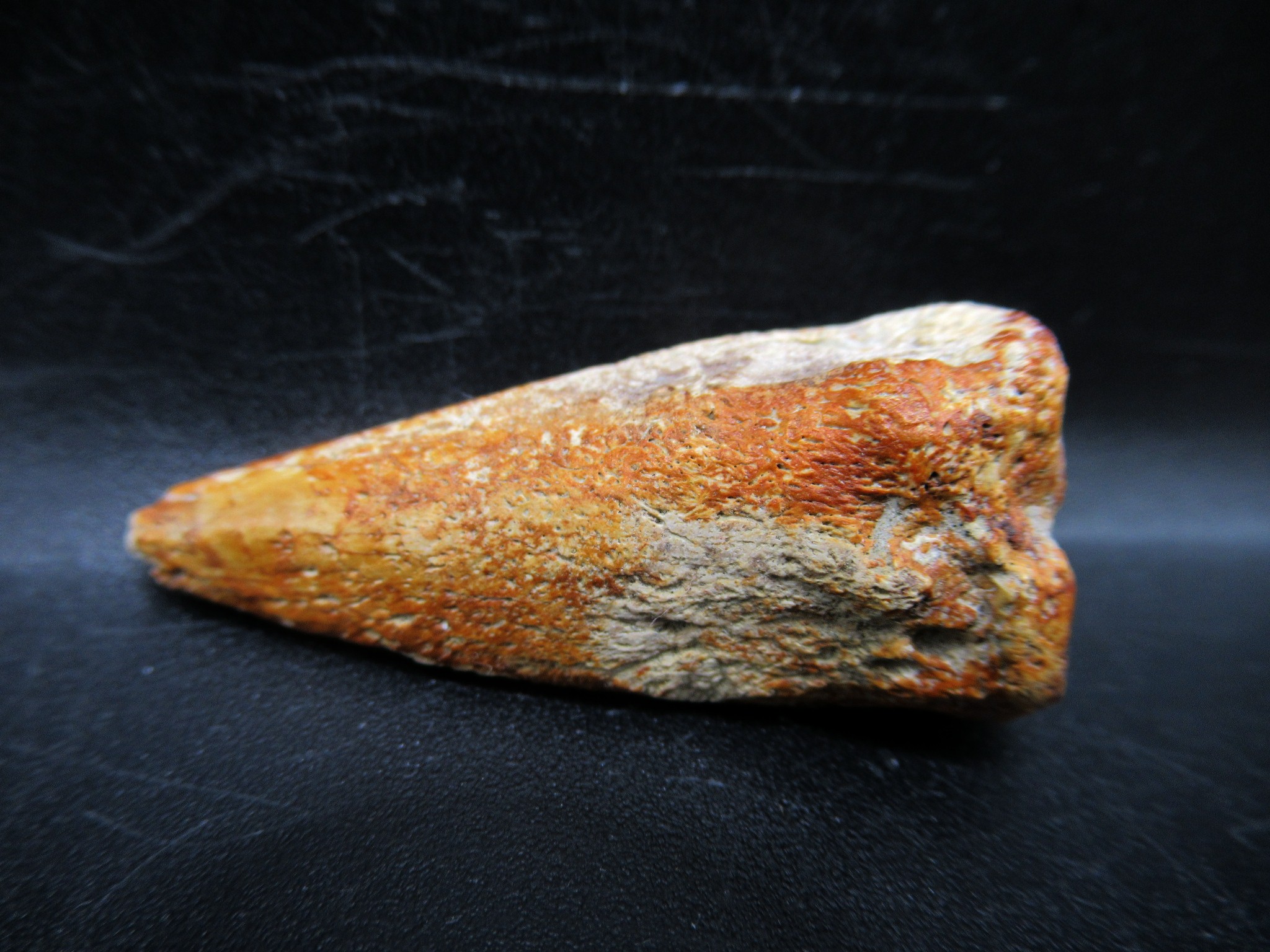 Montana Cretaceous Crocodile Claw 1e | Fossils for Sale General Cretaceous Age Crocodile Claw Fossils From Montana For Sale #1e