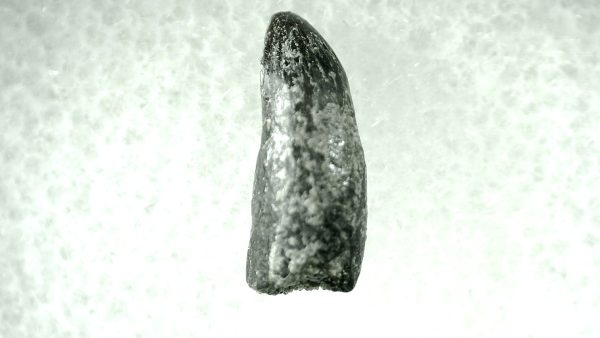 Leidyosuchus Alligatoroid Tooth #2 - Image 2