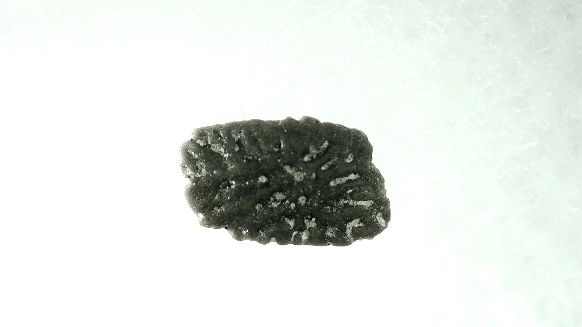 Montana Cretaceous Lizard Scale 21 | Fossils for Sale Genuine Cretaceous Lizard Scale for Sale from Montana #21
