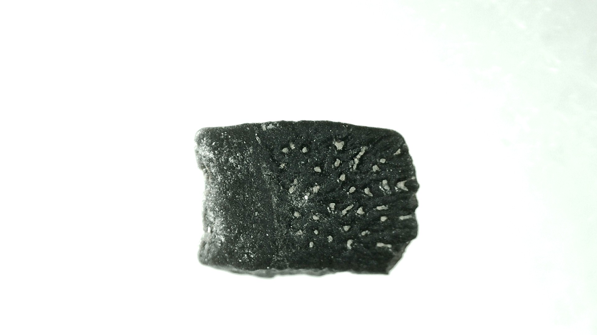 Montana Cretaceous Lizard Scale 23 | Fossils for Sale Genuine Cretaceous Lizard Scale for Sale from Montana #23