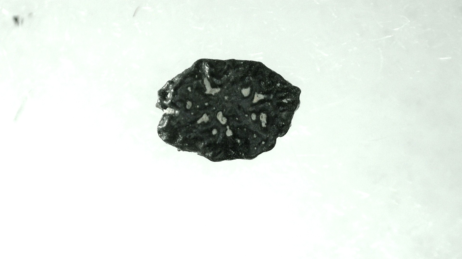Montana Cretaceous Lizard Scale 30 | Fossils for Sale Genuine Cretaceous Lizard Scale for Sale from Montana #30