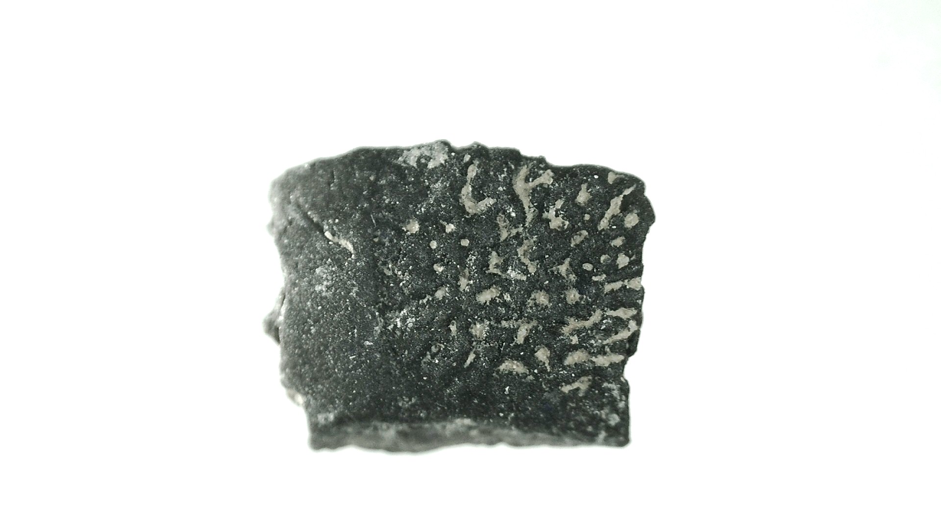 Montana Cretaceous Lizard Scale 32 | Fossils for Sale Genuine Cretaceous Lizard Scale for Sale from Montana #32