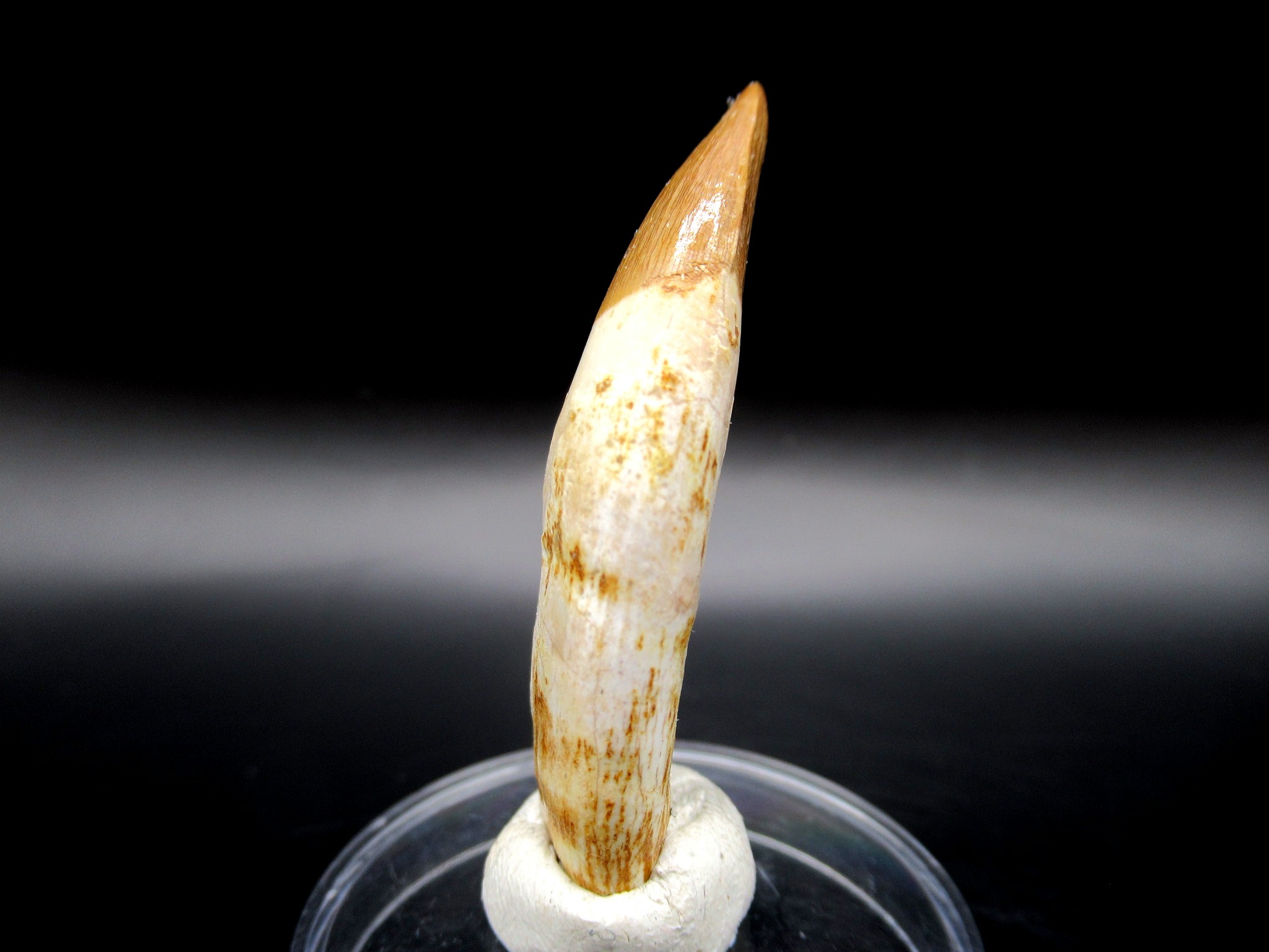 Morocco Eocene Dyrosaurus Crocodile Tooth 4a | Fossils for Sale Genuine Eocene Age Dyrosaurus Crocodile Tooth Fossil For Sale from Morocco #4a