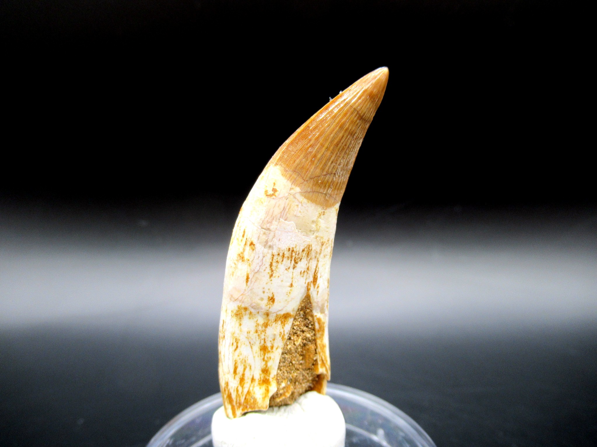 Morocco Eocene Dyrosaurus Crocodile Tooth 4b | Fossils for Sale Genuine Eocene Age Dyrosaurus Crocodile Tooth Fossil For Sale from Morocco #4b