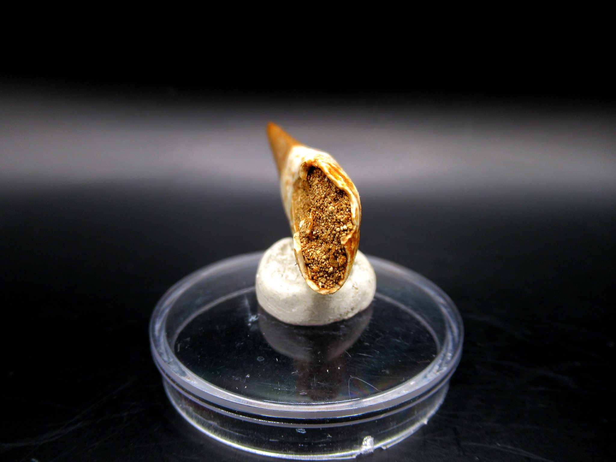 Morocco Eocene Dyrosaurus Crocodile Tooth 4d | Fossils for Sale Genuine Eocene Age Dyrosaurus Crocodile Tooth Fossil For Sale from Morocco #4d