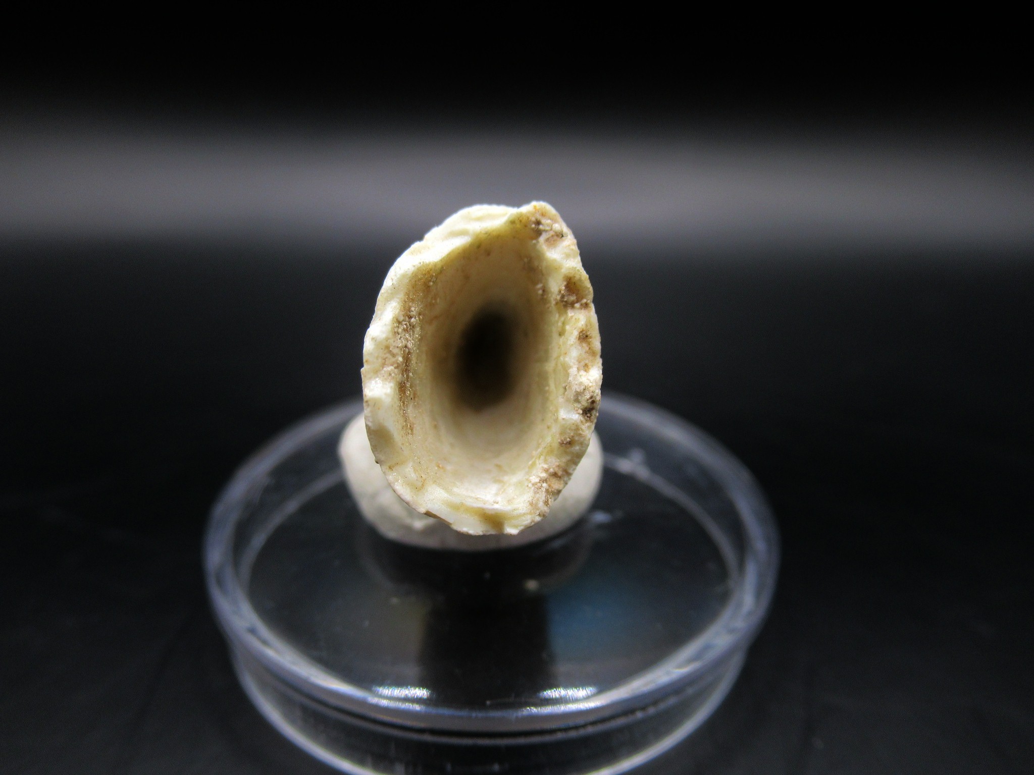 Morocco Eocene Dyrosaurus Crocodile Tooth 8d | Fossils for Sale Genuine Eocene Age Dyrosaurus Crocodile Tooth Fossil For Sale from Morocco #8d