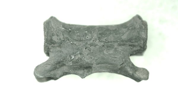 Mycterosaurus longiceps Vertebrae #20 - Image 6