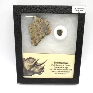 Genuine Cretaceous Age Set of Triceratops Frill and Tooth Fossils for Sale from South Dakota #21a