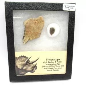 Genuine Cretaceous Age Set of Triceratops Frill and Tooth Fossils for Sale from South Dakota #26a