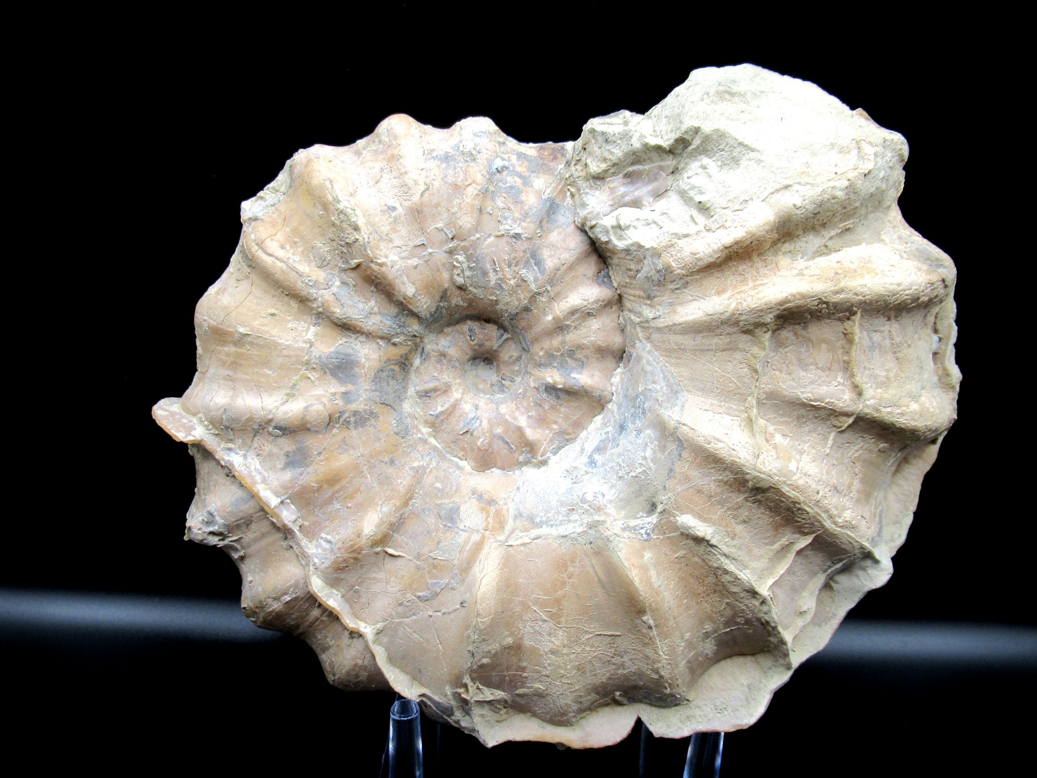 Texas Cretaceous Conlinoceras Ammonite 1 | Fossils for Sale Genuine Cretaceous Age Conlinoceras tarrantense Ammonite for Sale from Texas #1