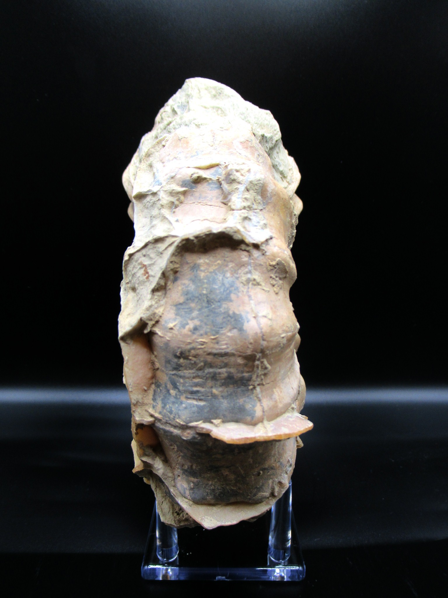 Texas Cretaceous Conlinoceras Ammonite 1c | Fossils for Sale Genuine Cretaceous Age Conlinoceras tarrantense Ammonite for Sale from Texas #1c