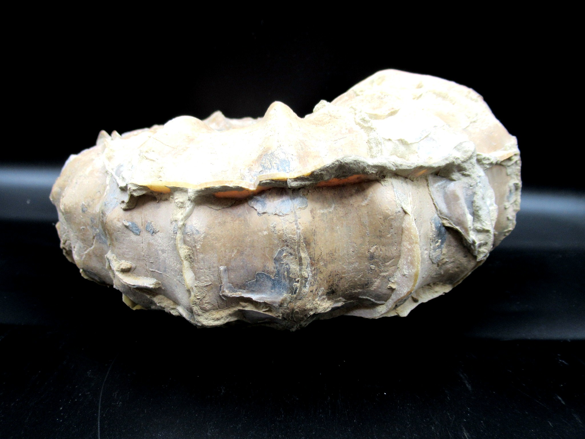 Texas Cretaceous Conlinoceras Ammonite 1d | Fossils for Sale Genuine Cretaceous Age Conlinoceras tarrantense Ammonite for Sale from Texas #1d