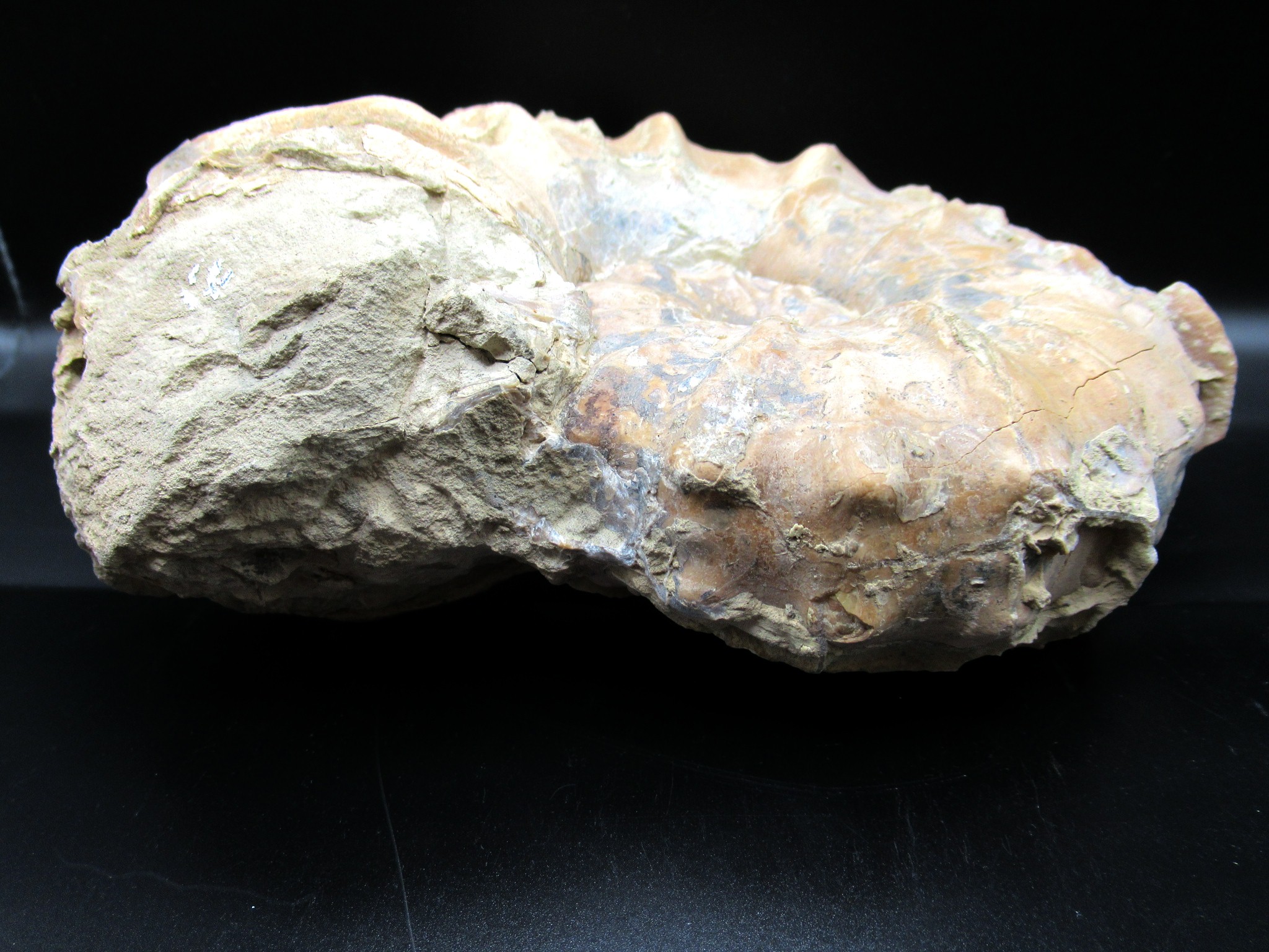 Texas Cretaceous Conlinoceras Ammonite 1e | Fossils for Sale Genuine Cretaceous Age Conlinoceras tarrantense Ammonite for Sale from Texas #1e