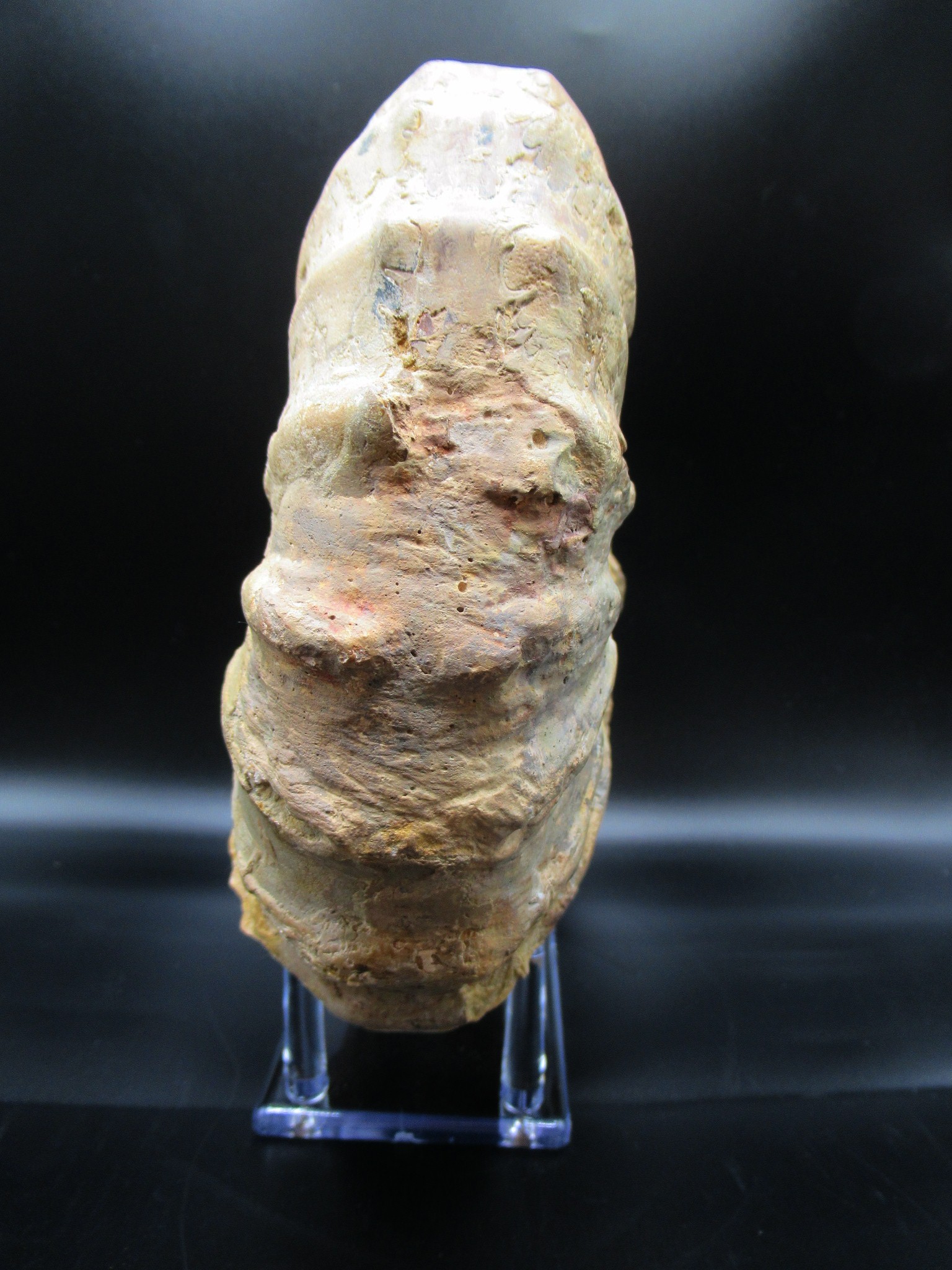 Texas Cretaceous Conlinoceras Ammonite 2a | Fossils for Sale Genuine Cretaceous Age Conlinoceras tarrantense Ammonite for Sale from Texas #2a