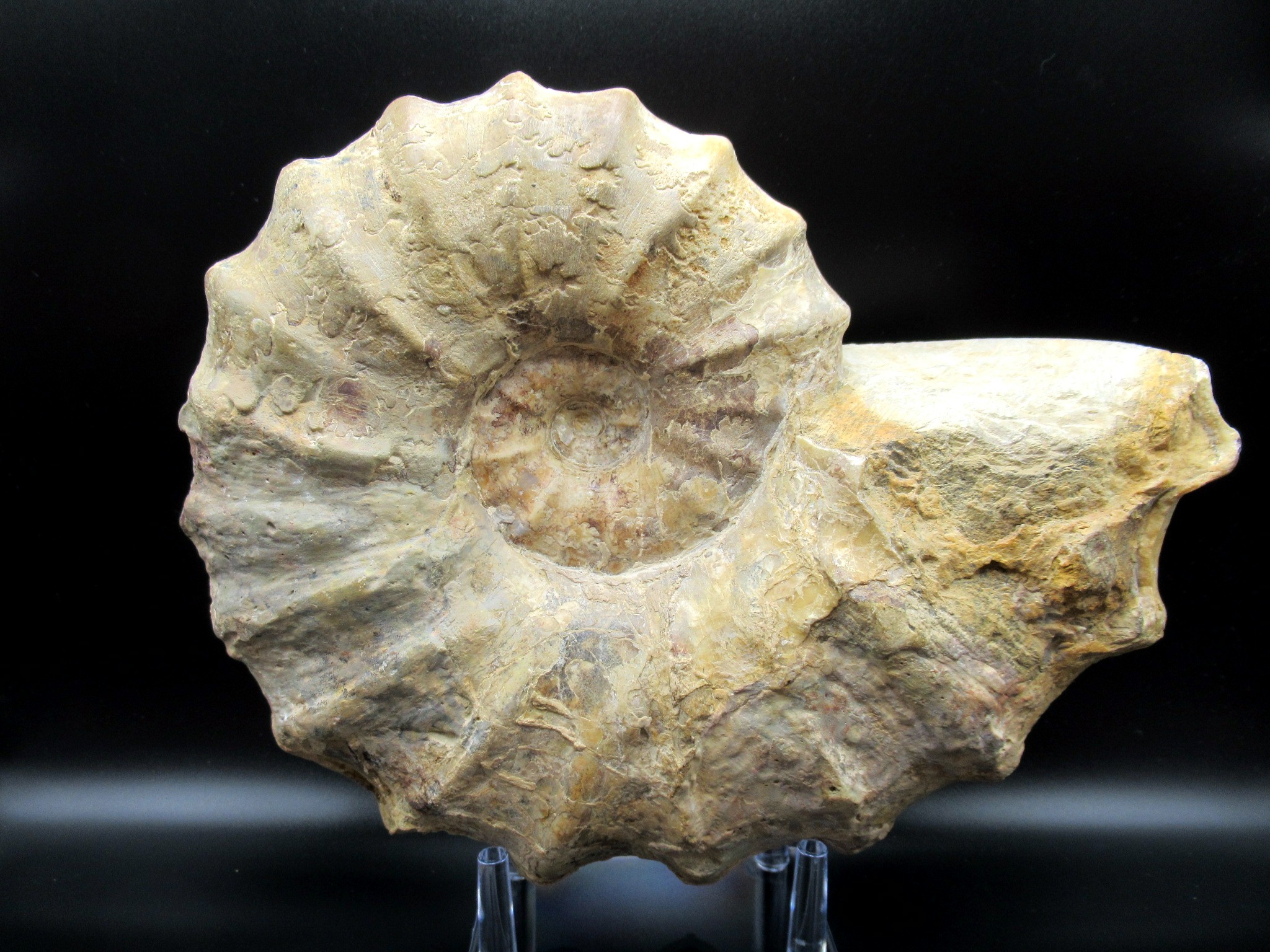 Texas Cretaceous Conlinoceras Ammonite 2b | Fossils for Sale Genuine Cretaceous Age Conlinoceras tarrantense Ammonite for Sale from Texas #2b
